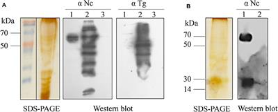 Characterization of Neospora Caninum Microneme Protein 26 and Its Potential Use as a Diagnostic Marker for Neosporosis in Cattle